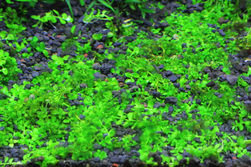 植栽から143日目　ニューラージパールグラス